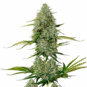 Auto Royal Critical feminised Ganja Seeds