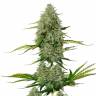 Семена марихуаны Auto Royal Critical feminised Ganja Seeds купить