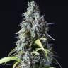 Auto Haze feminised Ganja Seeds