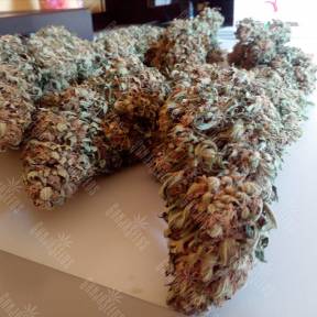 Black Domina feminised Ganja Seeds