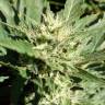 семена конопли для выращивания Black Domina feminised