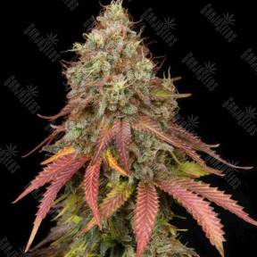 White Widow x Early Skunk feminised Ganja Seeds