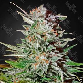 Auto Super Lemon Haze feminised Green House Seeds