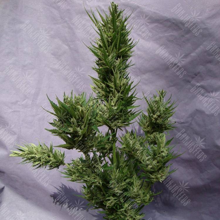 Auto Frisian Dew feminised Dutch Passion Seeds Auto Frisian Dew feminised Dutch Passion Seeds