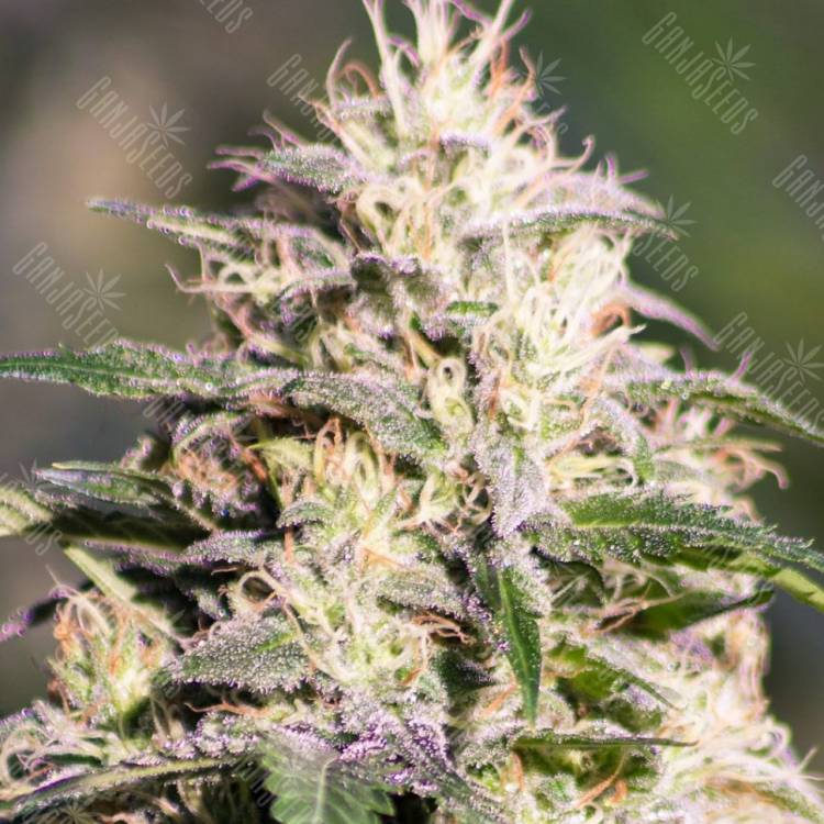 Auto Kalashnikova regular Ganja Seeds