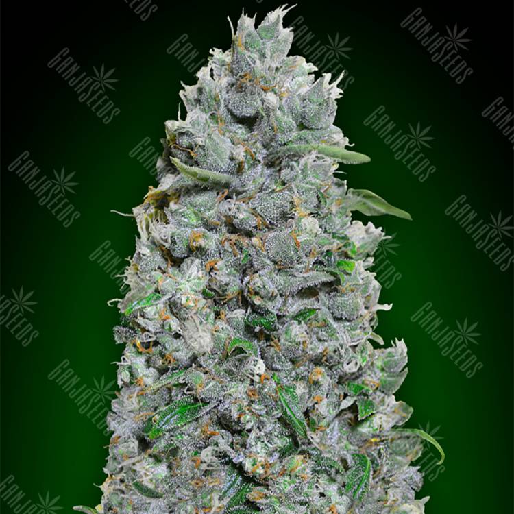 заказ семян конопли Auto Afghan Mass XXL feminised 00 Seeds