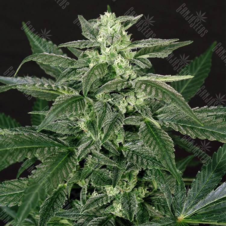 качественные семена конопли Auto Triple A feminised Exotic Seed