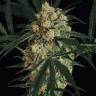 урожайные семена конопли Auto Triple A feminised Exotic Seed