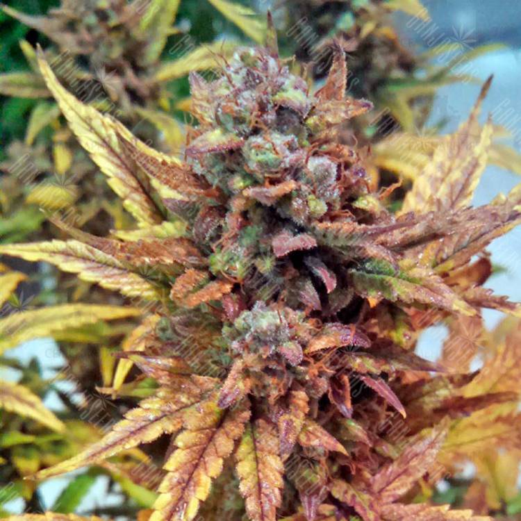 семена конопли в фирменной упаковке Auto Blue Dream feminised Humboldt Seeds