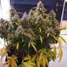 семена сортовой конопли Auto Blue Dream feminised Humboldt Seeds
