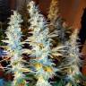 семена конопли Москва Auto Blue Hell feminised Medical Seeds
