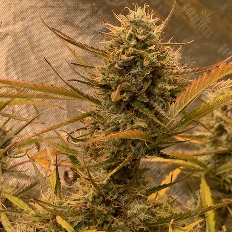 семена индийской конопли Auto Super OG Kush feminised Pyramid Seeds семена индийской конопли Auto Super OG Kush feminised Pyramid Seeds