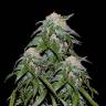 семена конопли курьером Medical Vip feminised VIP Seeds
