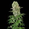 семена конопли Россия Medical Vip feminised VIP Seeds