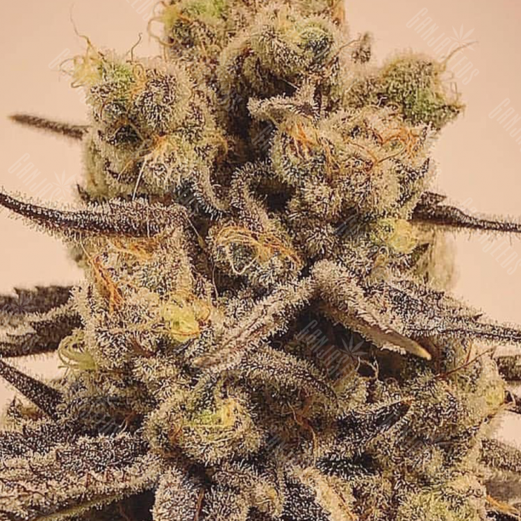 Cream Mandarine feminised Ganja Seeds Fast Version