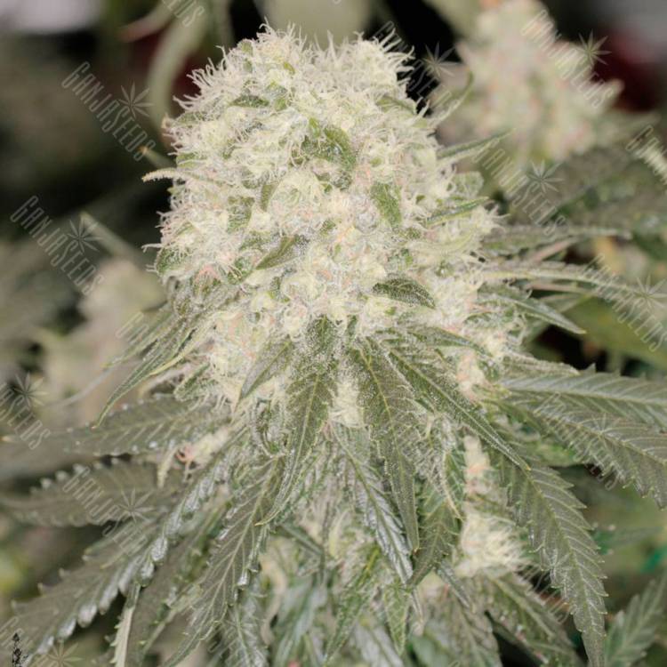 Семена конопли Bad Azz Kush feminised GanjaLiveSeeds