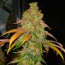 Bad Azz Kush feminised GanjaLiveSeeds купить