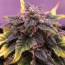 Auto Northern Blue feminised Ganja Seeds