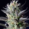 Auto Northern Blue feminised Ganja Seeds