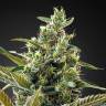 семена конопли наложенным платежом Auto Super Lemon Haze CBD feminised Green House Seeds семена конопли наложенным платежом Auto Super Lemon Haze CBD feminised Green House Seeds