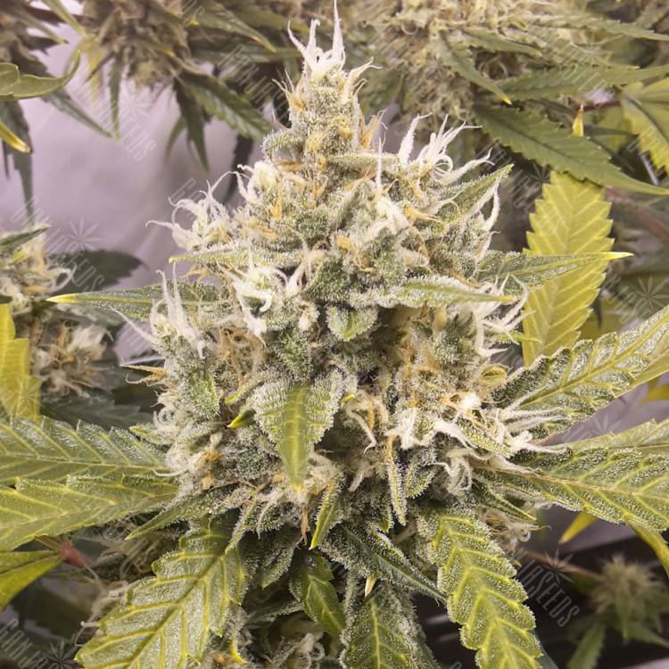 заказ семян конопли Auto Super Lemon Haze CBD feminised Green House Seeds заказ семян конопли Auto Super Lemon Haze CBD feminised Green House Seeds