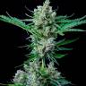 семена конопли с доставкой рф Jack 47 feminised RuSeeds
