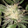 Jack 47 feminised RuSeeds