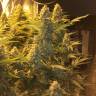 купить семена конопли Snow Leopard feminised Bang Seeds