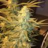 семена конопли в России Snow Leopard feminised Bang Seeds