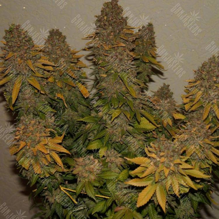 Auto Kolobok regular Ganja Seeds