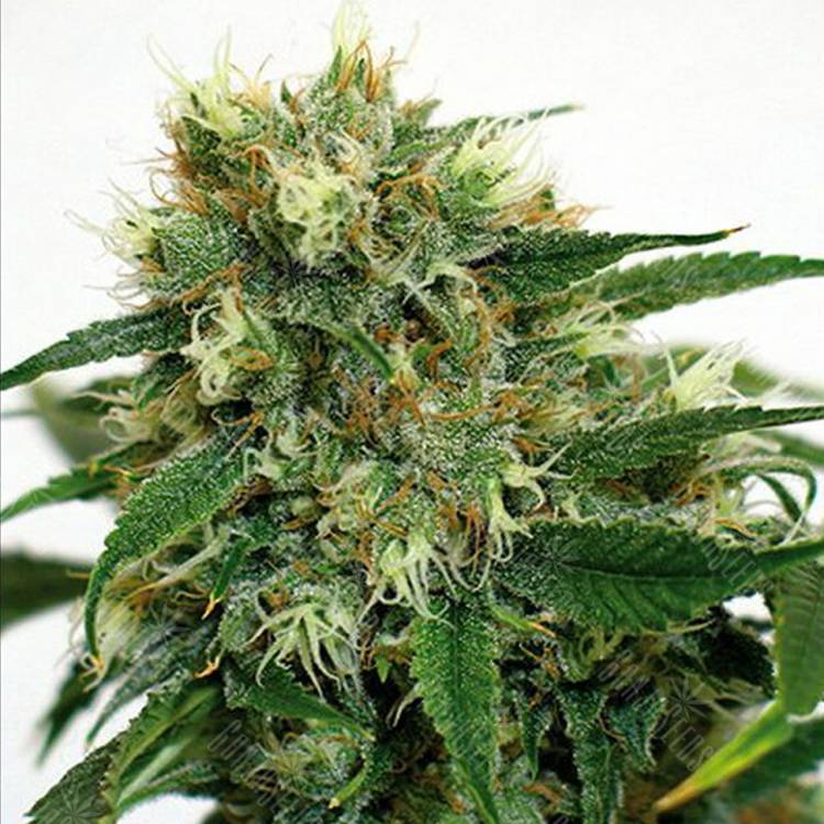 где заказать семена конопли Phatt Fruity feminised Barneys Farm