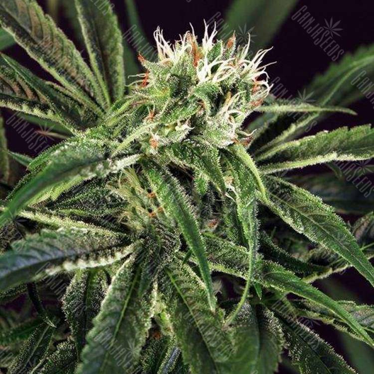 семена конопли недорого Amnesia #7 feminised Exotic Seed