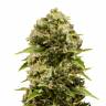урожайные семена конопли Auto Bubba Cheese feminised Humboldt Seeds
