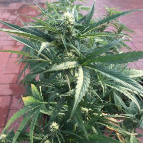 Auto No Name feminised Medical Seeds