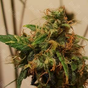 Auto Royal Kush feminised Royal Queen