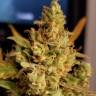 семена конопли индика Auto Sweet Cheese feminised Sweet Seeds