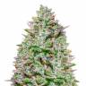 Семена марихуаны Blue Gelato 41 feminised Ganja Seeds