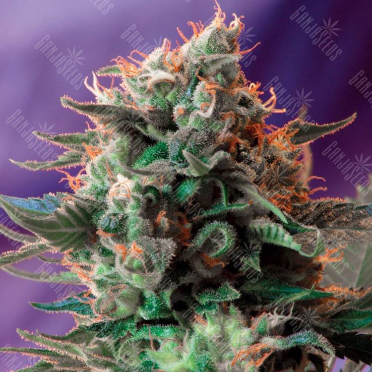Семена марихуаны Jack 47 feminised Ganja Seeds
