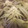 автоцветущие семена конопли Auto Lemon feminised