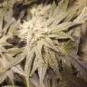 качественные семена конопли Auto Lemon feminised
