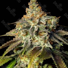 Winnie Pooh feminised Ganja Seeds