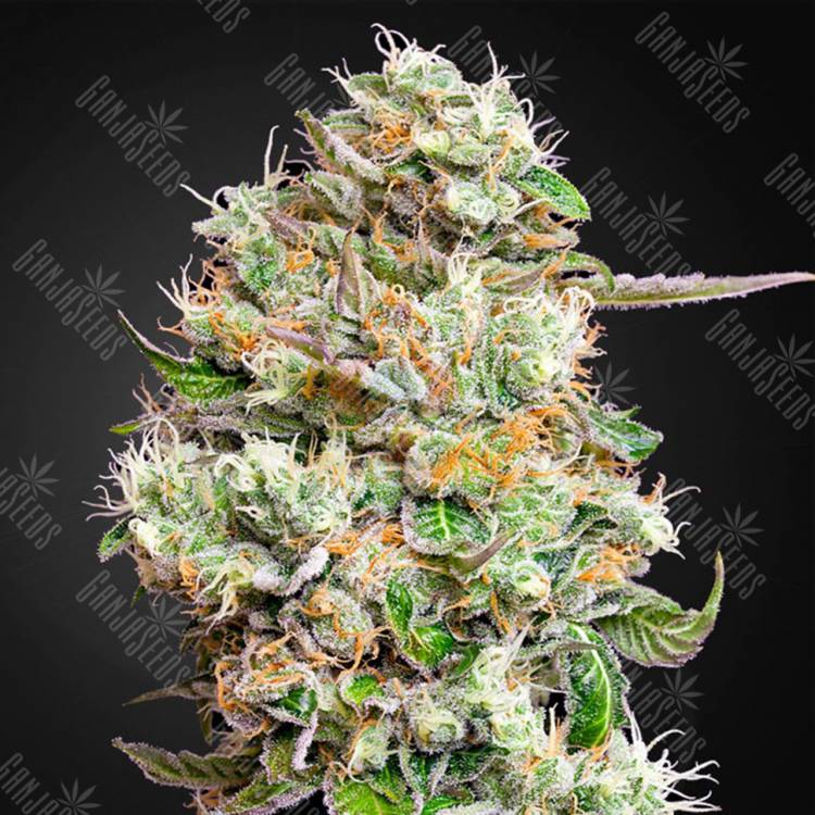 хорошие семена конопли Auto King’s Kush CBD feminised Green House Seeds