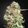 хорошие семена конопли Auto King’s Kush CBD feminised Green House Seeds