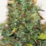 семена конопли недорого Auto Kush regular