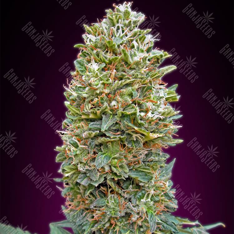 хорошие семена конопли Auto Bubble Gum feminised 00 Seeds хорошие семена конопли Auto Bubble Gum feminised 00 Seeds