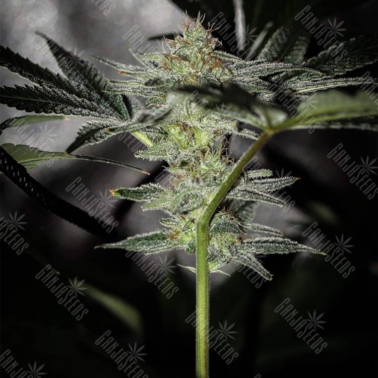 хорошие семена конопли Pineapple Chunk feminised Barneys Farm хорошие семена конопли Pineapple Chunk feminised Barneys Farm