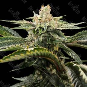 Miss USA feminised DNA Genetics