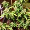 семена конопли гидропоники Auto Acid feminised Paradise Seeds