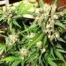 семена конопли с доставкой Auto Acid feminised Paradise Seeds