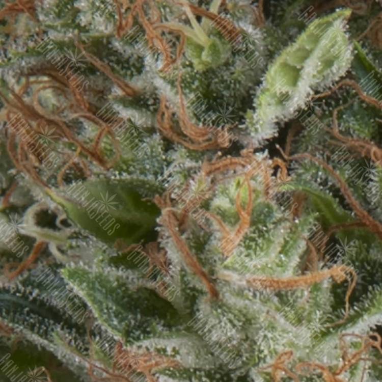 семена конопли с доставкой Auto Wembley feminised Pyramid Seeds
